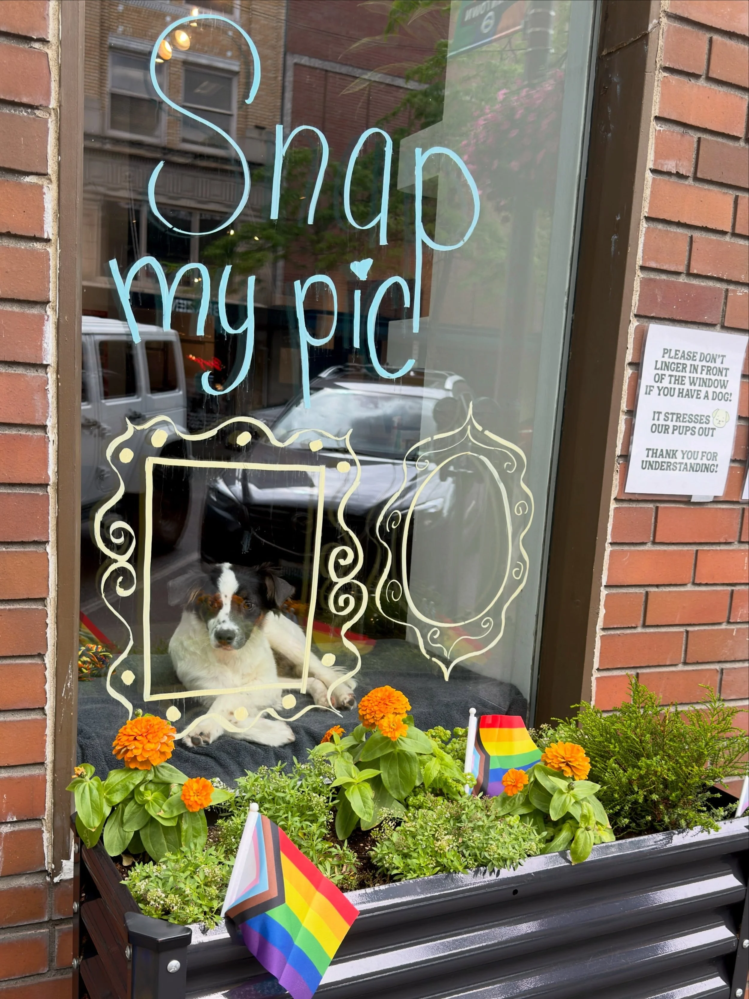 We have the best view in Bellingham😍🐶❤️

Pictured: Billy, Hoot, Noble and Andy🐾
