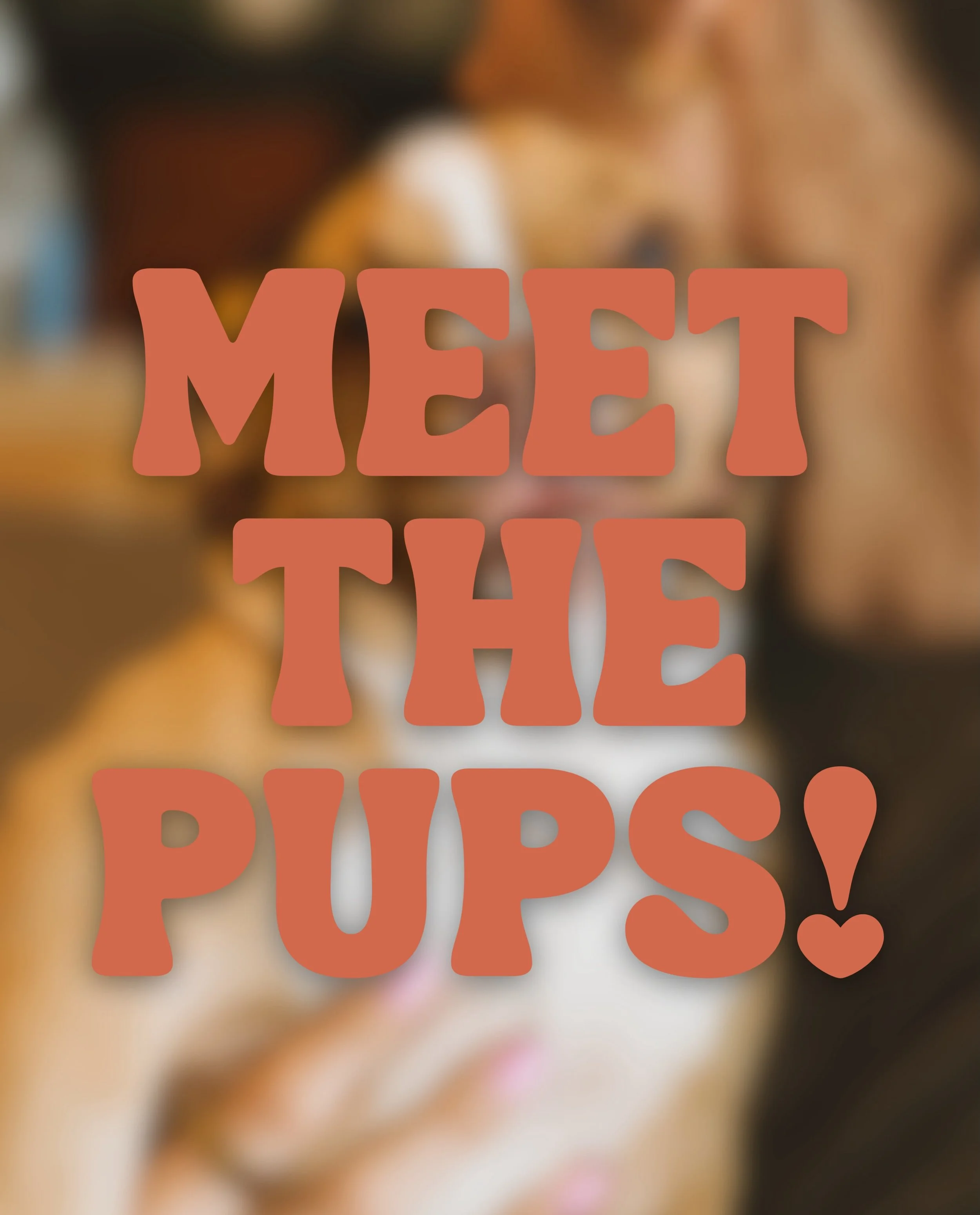 Here is this week&rsquo;s lounge crew! Come by for puppy snuggles Thursday-Sunday 🐾
 
New pups: Budderball, Buddah, Mudbud, Airbud, Bdawg, Spudnick🐾 Mama Shadow will be joining us tomorrow💕
 
Returning pups: Zelda and Austin❤️
 
Swipe through for 