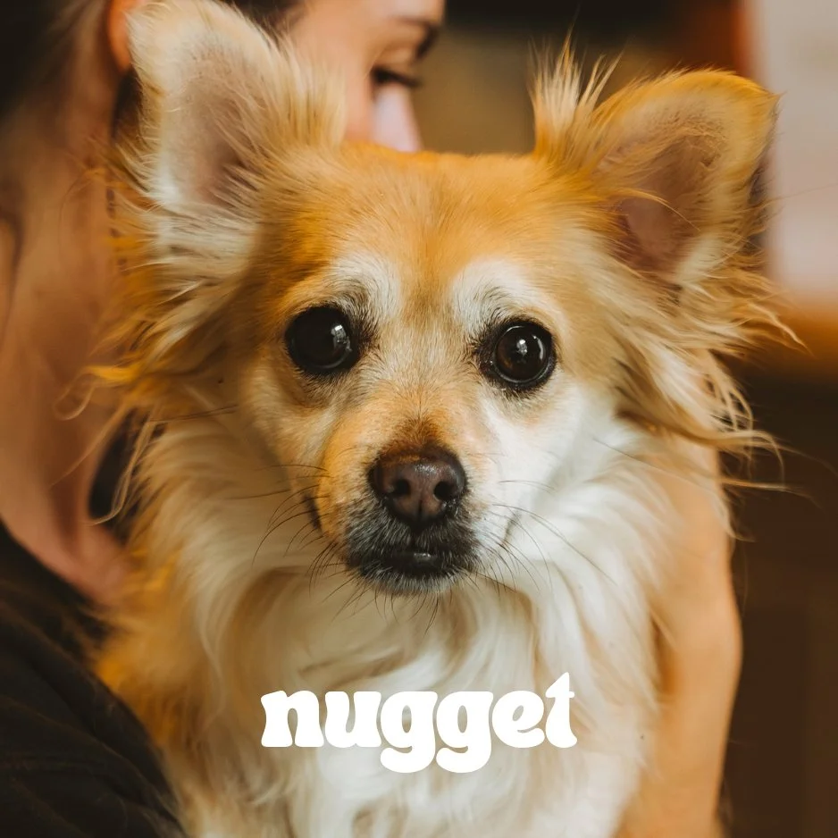 Close-up of a small, fluffy dog with tan and white fur being held by a person. The dog has large, dark eyes and ears, and the word "nugget" is written at the bottom of the image.