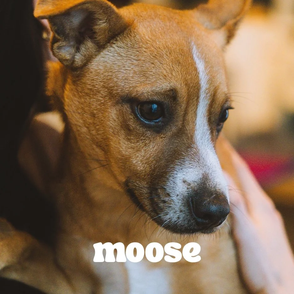 Close-up of a small brown and white dog with big dark eyes and a white streak on its forehead, resting its head on a surface.