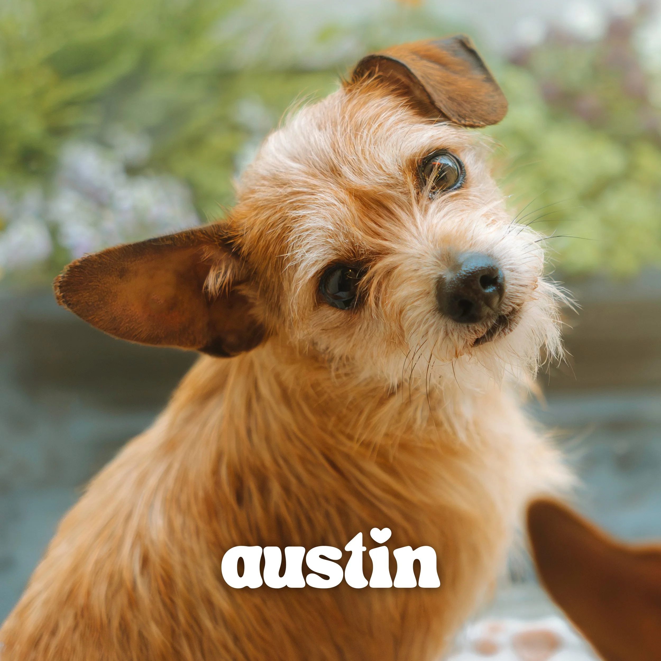 TERRIER MIX, MALE, 2 YEARS OLD