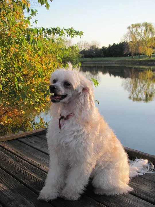 A white, fluffy dog sitting on a wooden dock beside a calm lake with trees in the background during sunset.