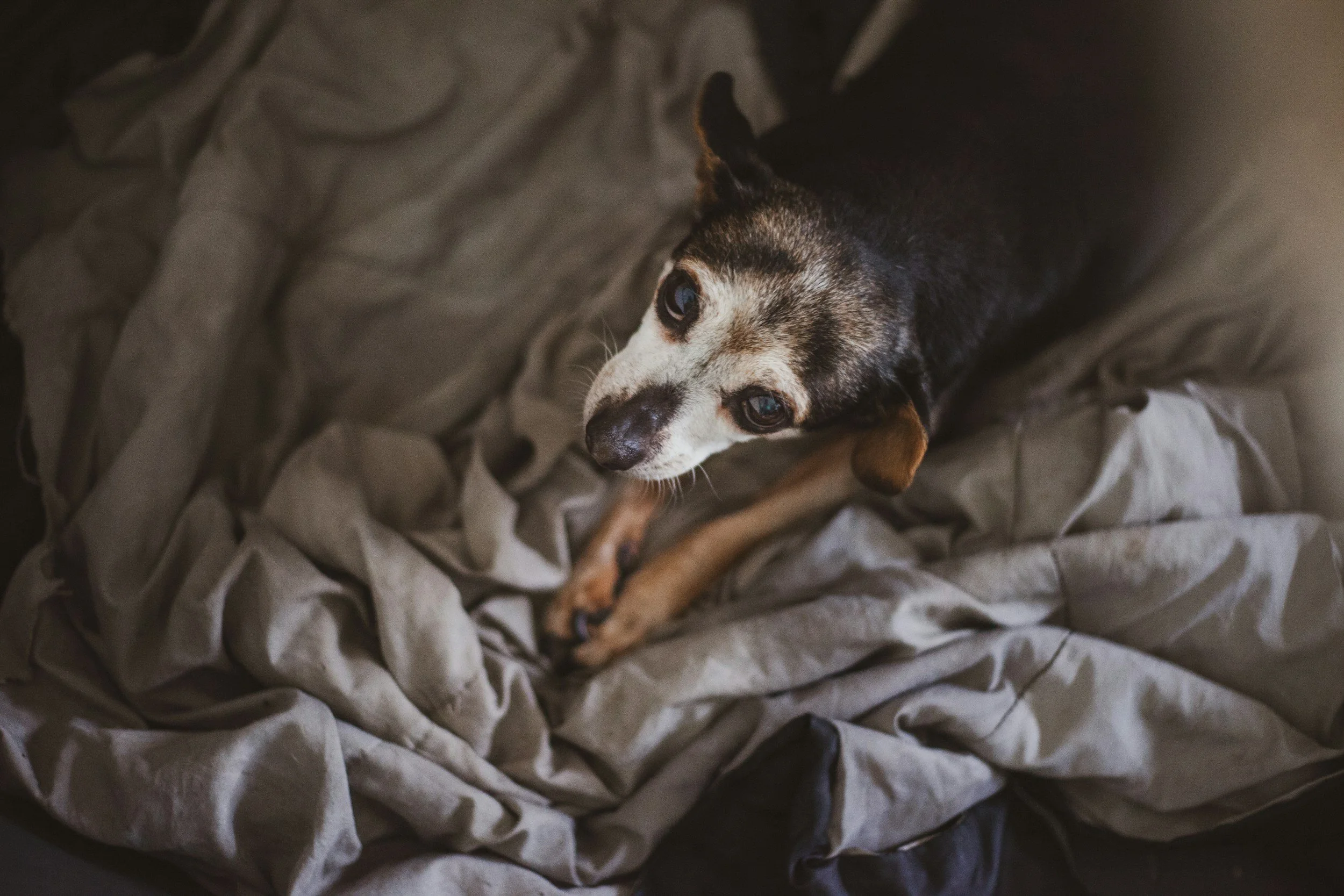 A dog with black, white, and tan fur lying on a crumpled gray blanket, looking up at the camera.