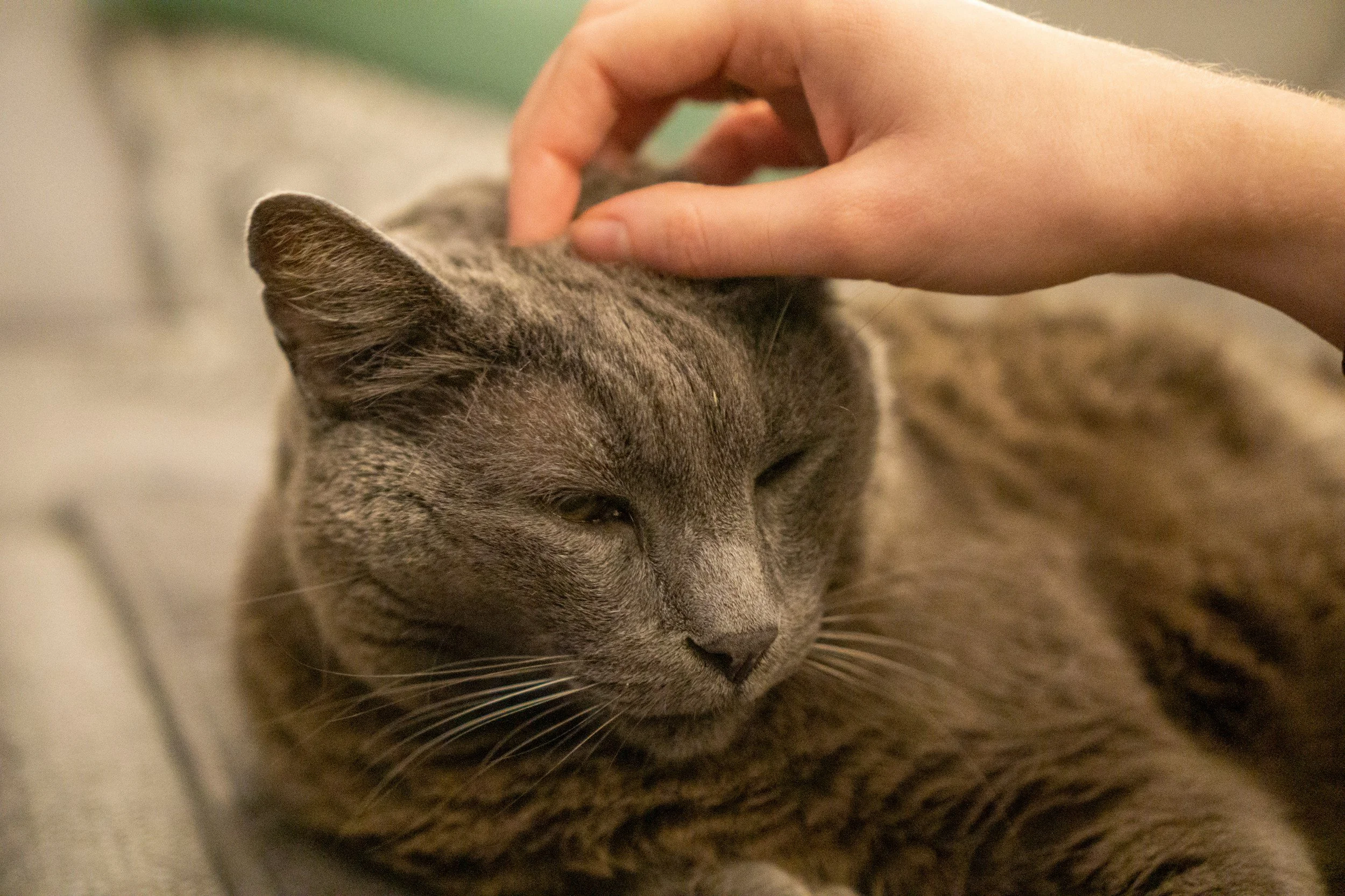 A person petting a gray tabby cat with closed eyes.