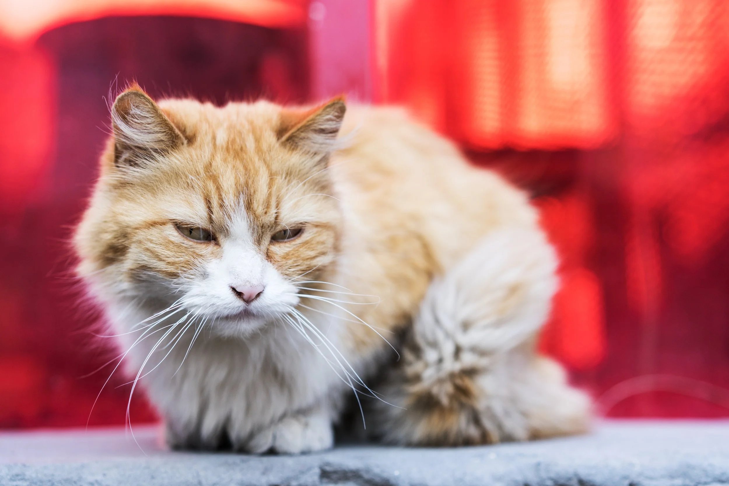 How Do I Know My Pet Is in Pain?
