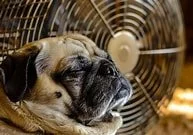 Summer With a Senior Pet: Keeping Them Cool, Comfortable, and Close