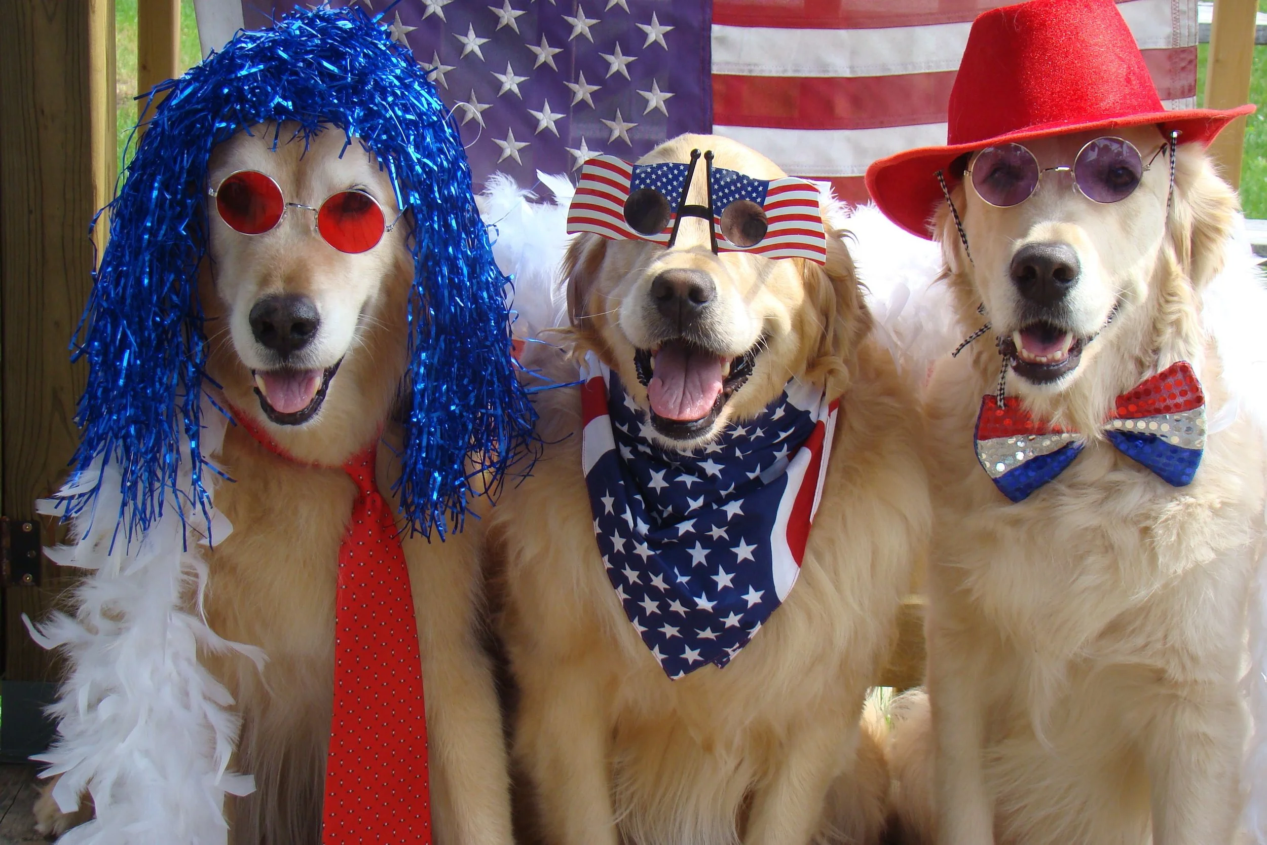 Fireworks and Senior Pets: Helping Older Pets Feel Safe This Fourth of July