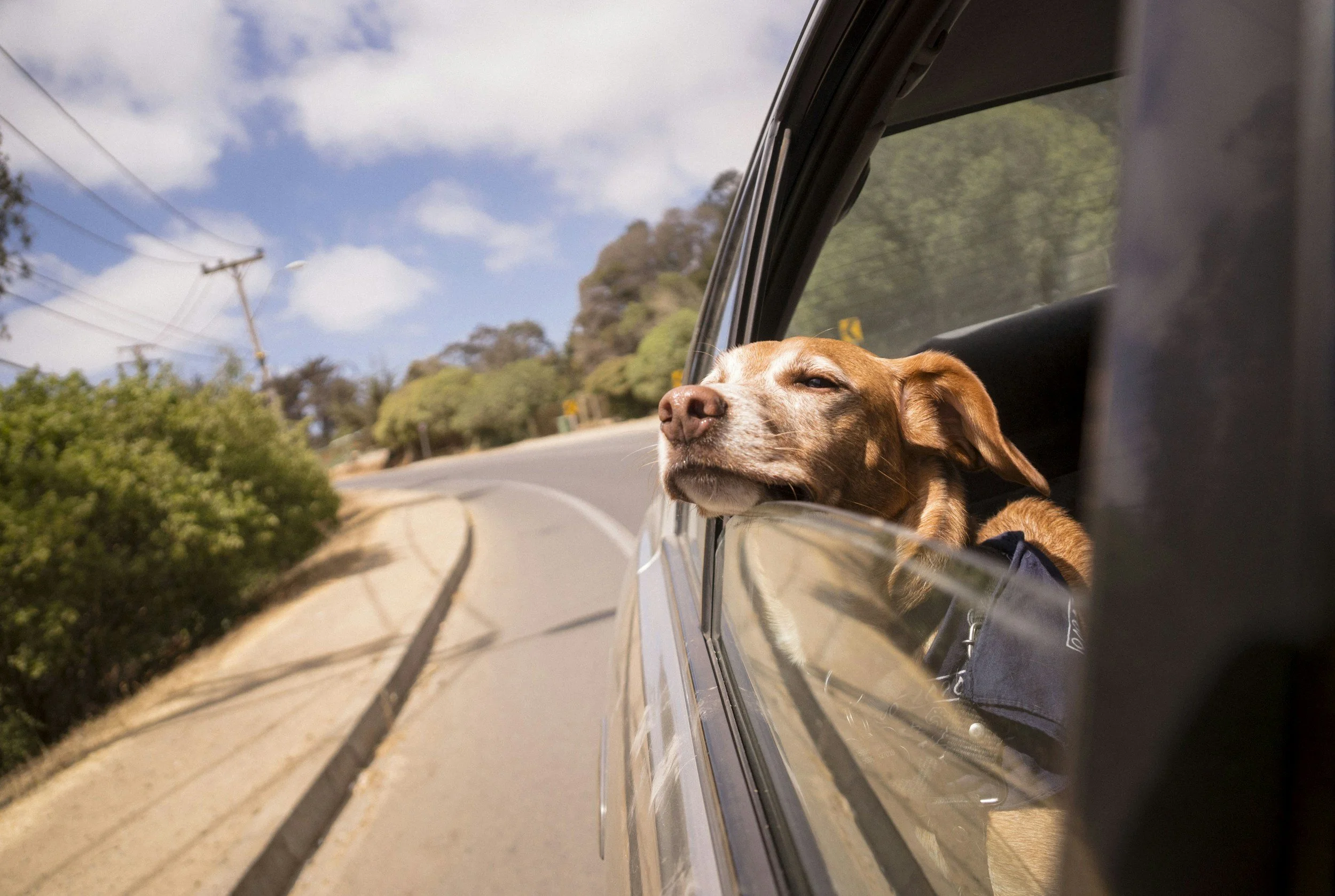 Traveling With Senior Pets This Summer