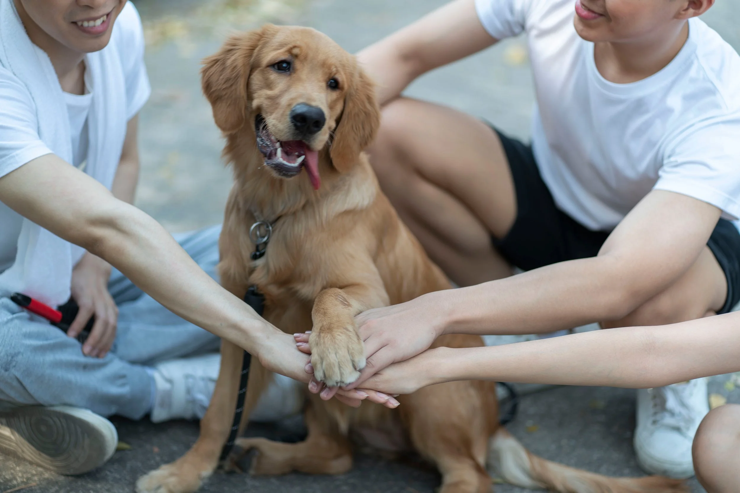 Two people play with a golden retriever puppy outdoors. The puppy is sitting, smiling with its tongue out, and holding hands of the two people.
