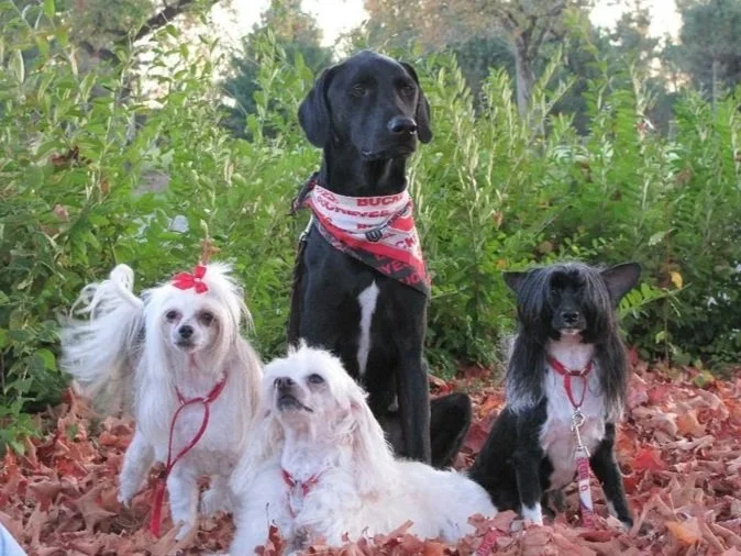 Four dogs sitting on leaf-covered ground with green plants in the background. A large black dog with a red bandana, a small white dog with long ears and a bow, a white dog with a brown patch, and a black and gray dog with a pink collar.