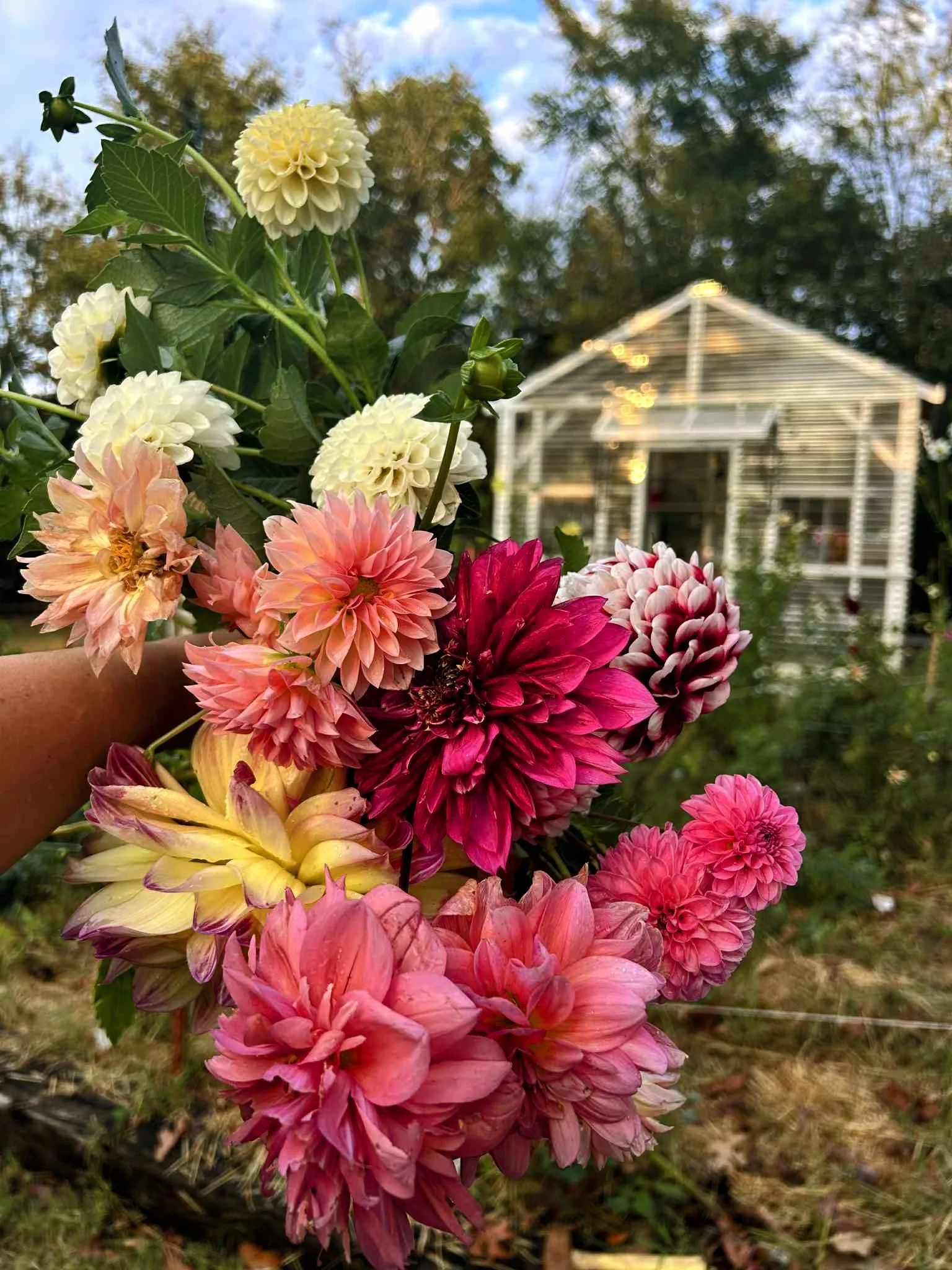Colorful bouquet of various dahlias being held in a garden with a white greenhouse in the background and trees around.