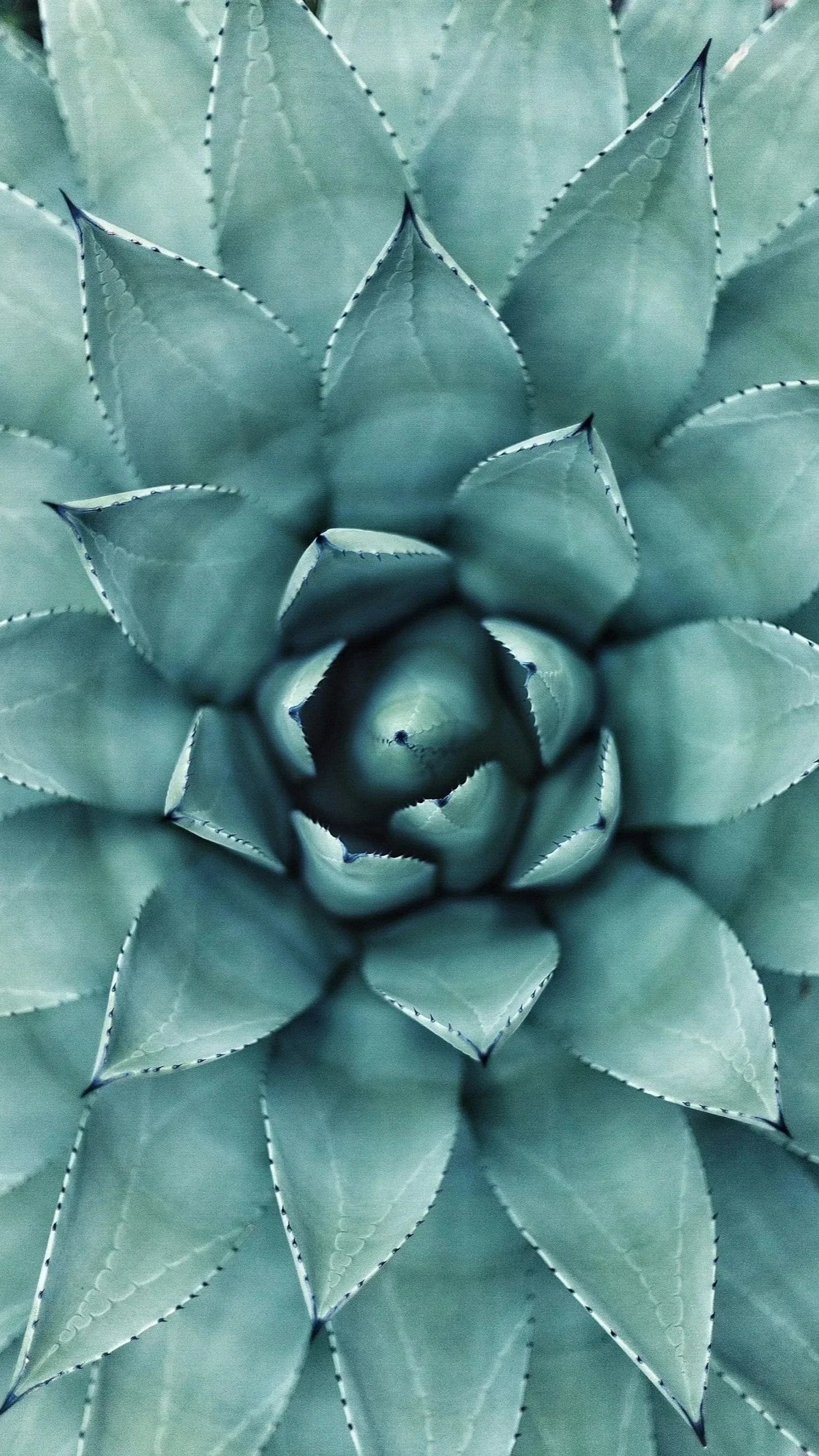 Close-up of a green agave plant with pointed, serrated leaves arranged in a rosette pattern.