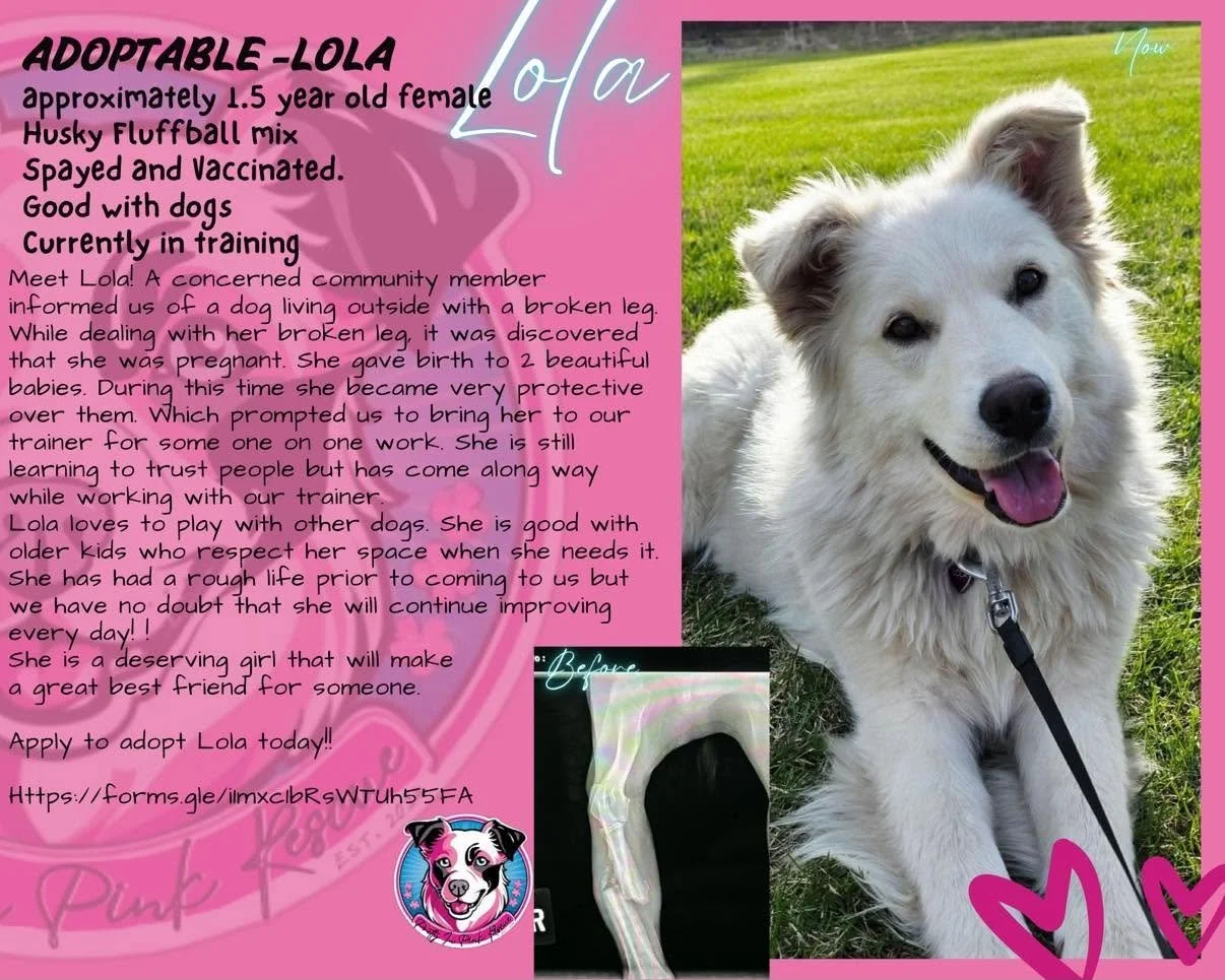 Photo of an adorable white, fluffy, 1.5-year-old female husky mix named Lola sitting on grass, smiling with her tongue out, and a smaller inset image of her x-ray, set against a pink background with text describing her adoption story.