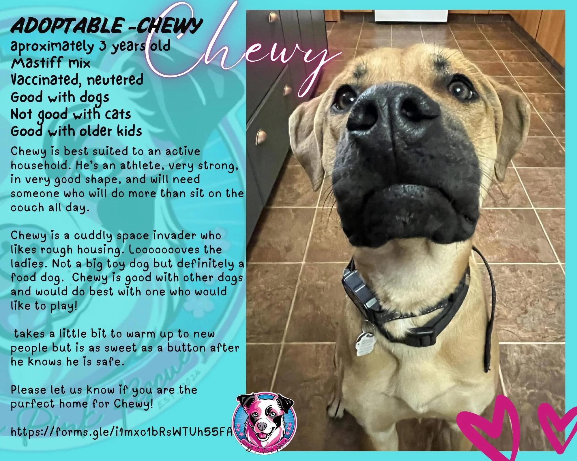 A close-up photo of a large tan mastiff dog named Chewy, wearing a black harness, standing on a brown tiled floor in a kitchen. The image is part of an informational flyer describing Chewy as a three-year-old, vaccinated, neutered, active, good with 