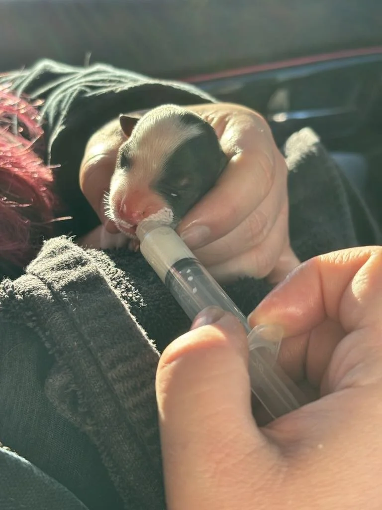 A person is holding a tiny puppy and bottle-feeding it with a small syringe.