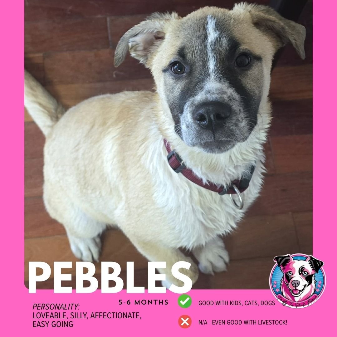 Copy of Copy of ADOPTION PROFILES (1).jpg