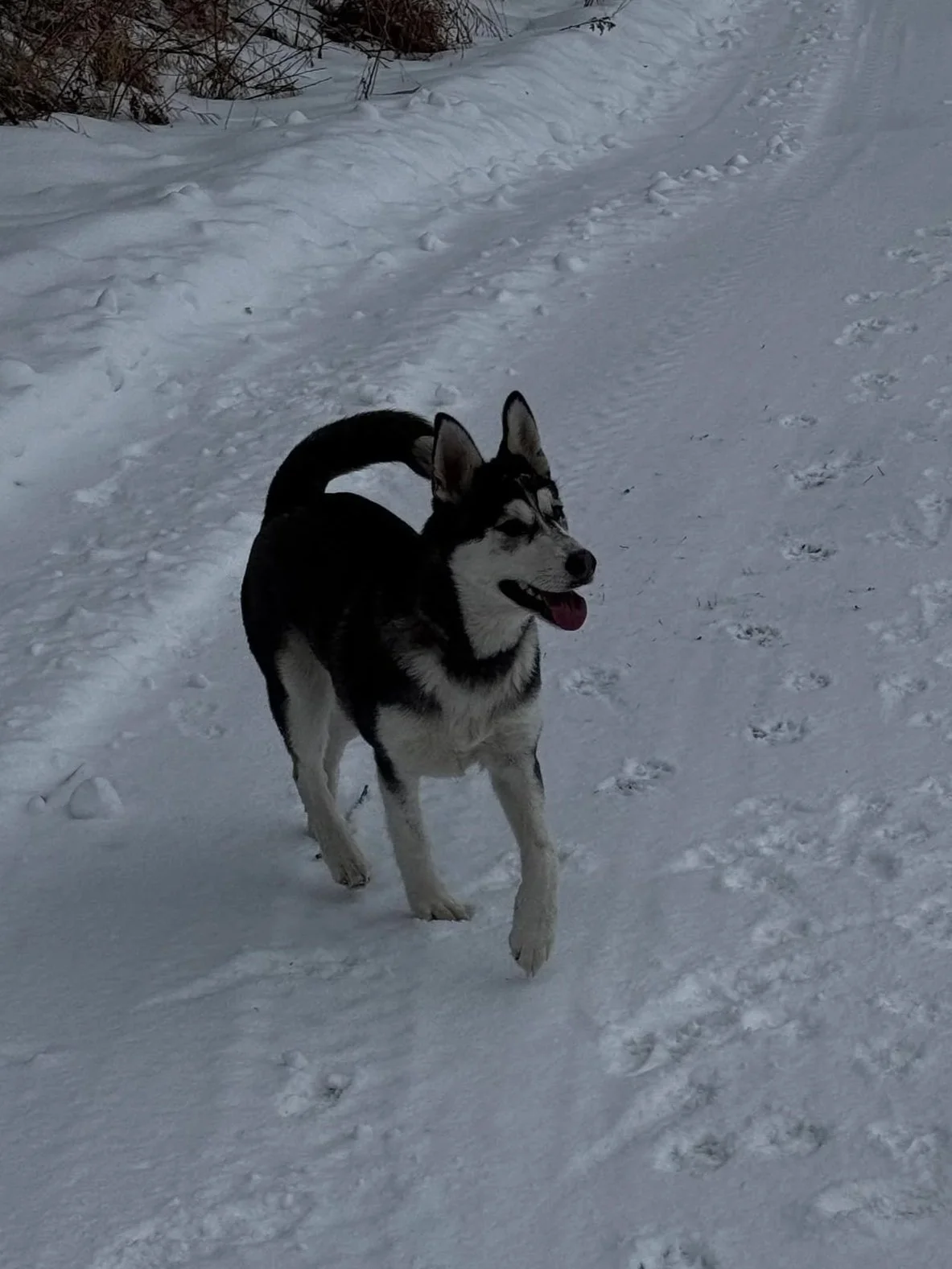 A Siberian Husky dog running or playing in the snow on a winter day, with snow-covered ground and some bushes in the background.