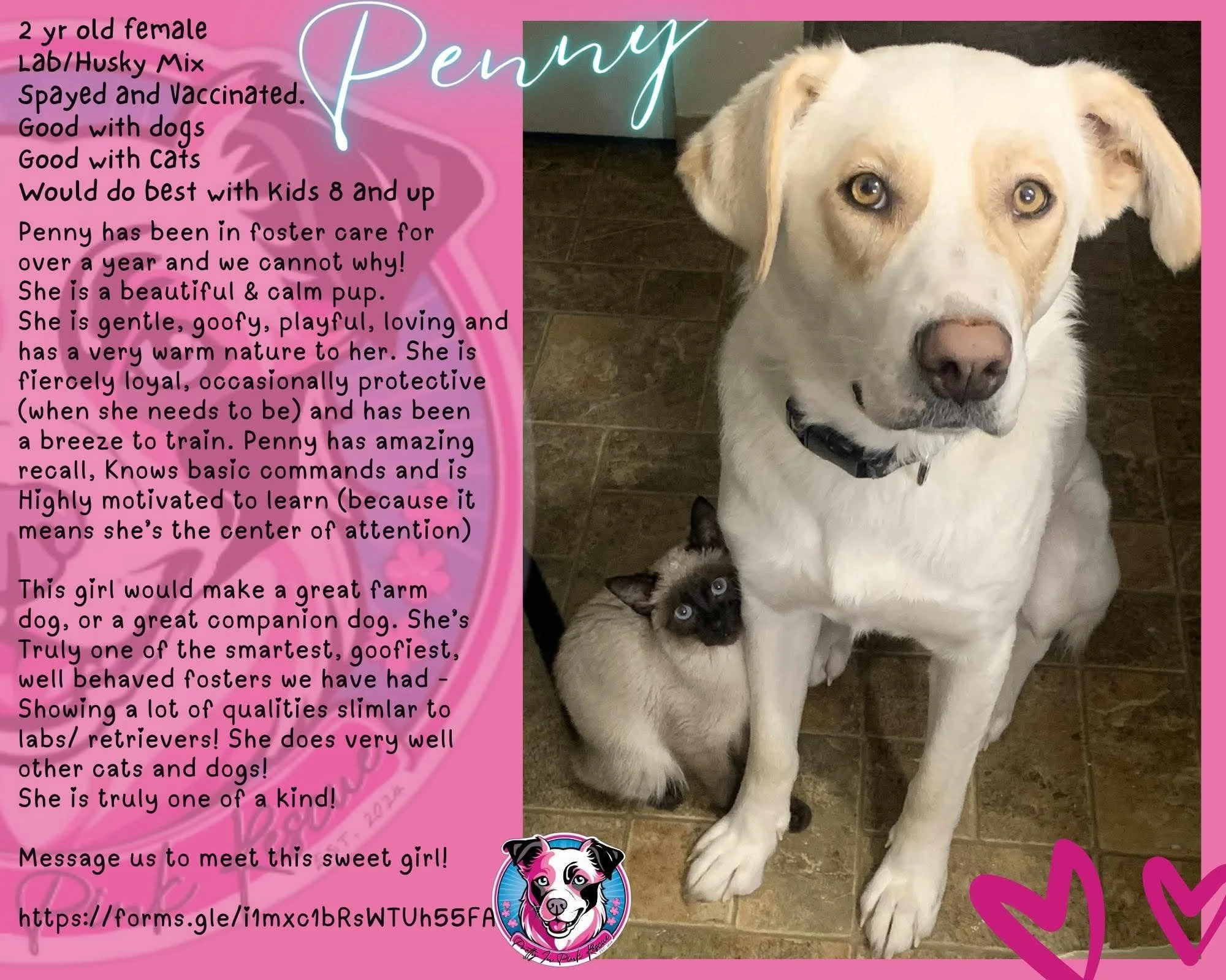 A friendly Labrador Husky mix puppy with light fur and amber eyes sitting on a tiled floor next to two black kittens. The puppy is looking up at the camera with a gentle expression.