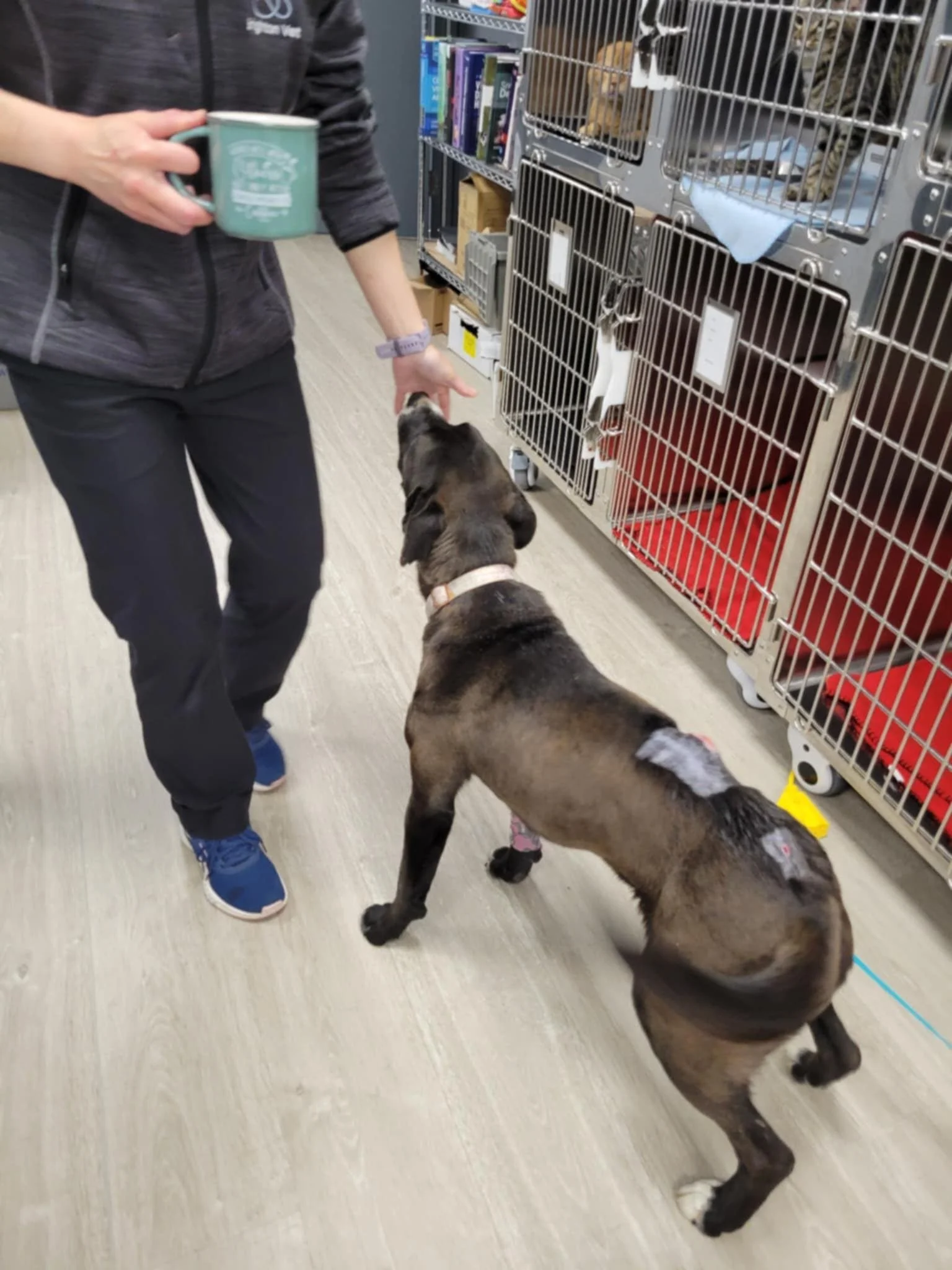 A woman in a black jacket and black pants holding a mug, reaching out to pet a young puppy that has a bandage on its hind leg, inside a pet store aisle with metal cages for animals.