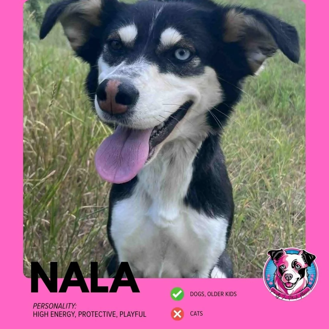 Blue Flat Design Adoption Adopt Me Instagram Post (1).jpg