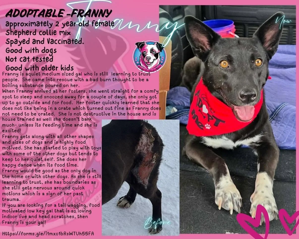 Flyer for adoptable dog Franny, a two-year-old female shepherd collie mix. The flyer includes a photo of Franny with black fur and white paws, wearing a red bandana. It provides information about her personality, history, and care needs, along with n