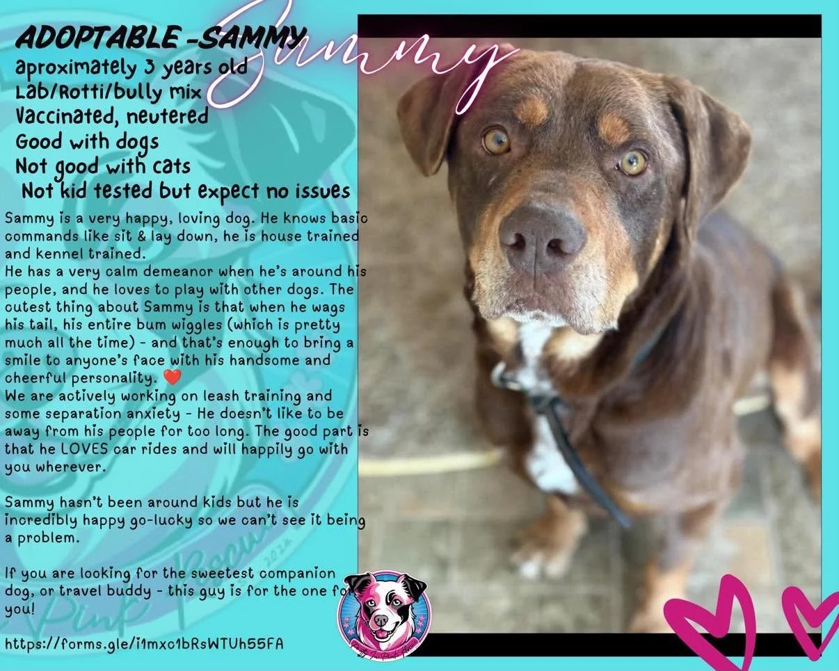 A heartfelt adoption profile for Sammy, a three-year-old lab/rottweiler/bully mix dog, featuring a close-up photo of Sammy looking directly at the camera, with a light blue background and pink hearts.