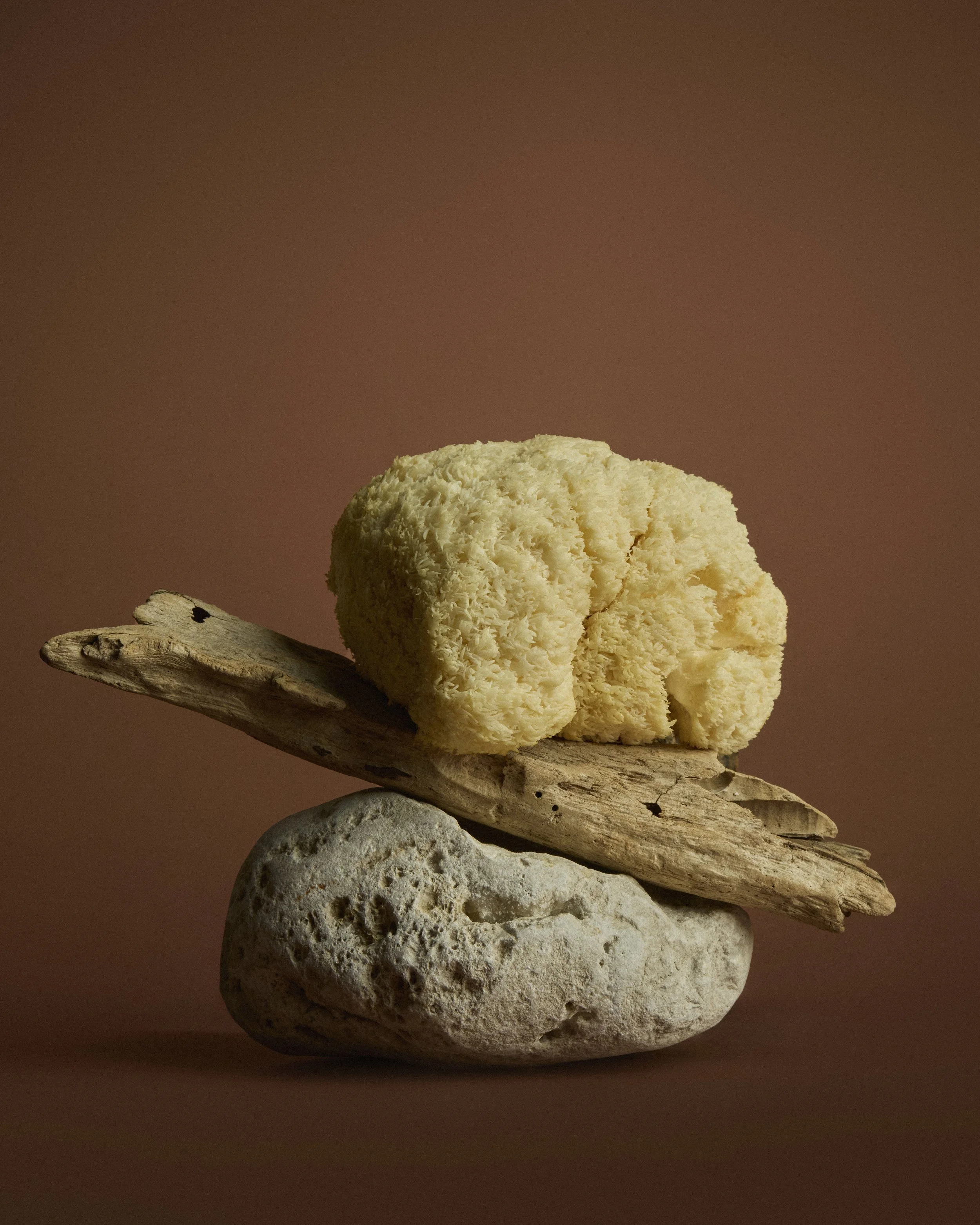 Wild_Nutrition_Lions_Mane 7 copy 2.jpg