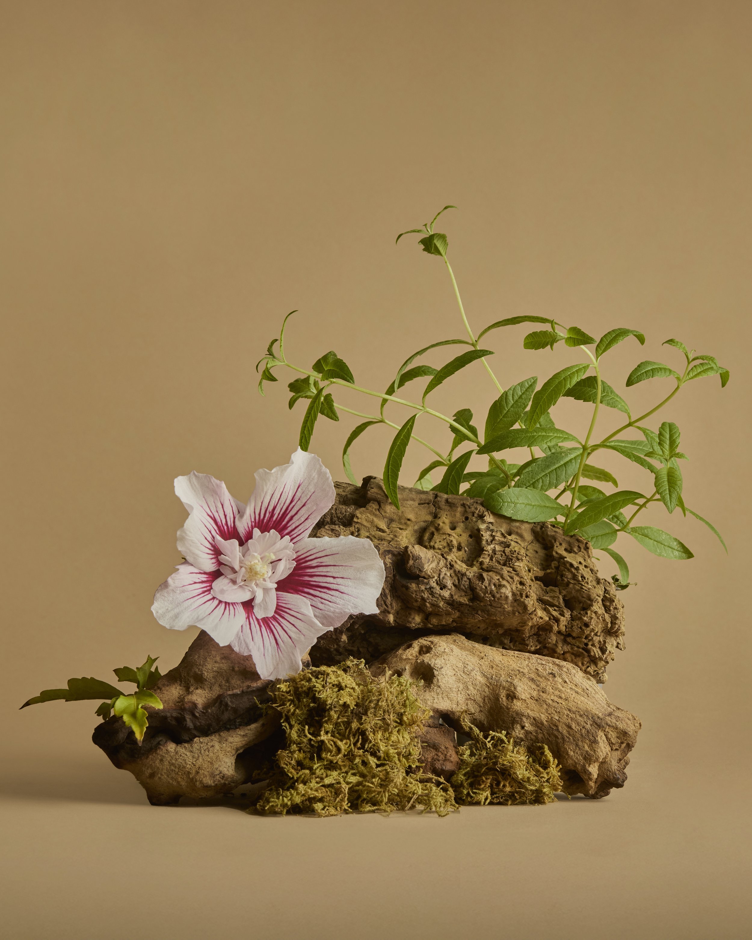 Wild_Nutrition_Metabolaid 1 (2)_4x5.jpg