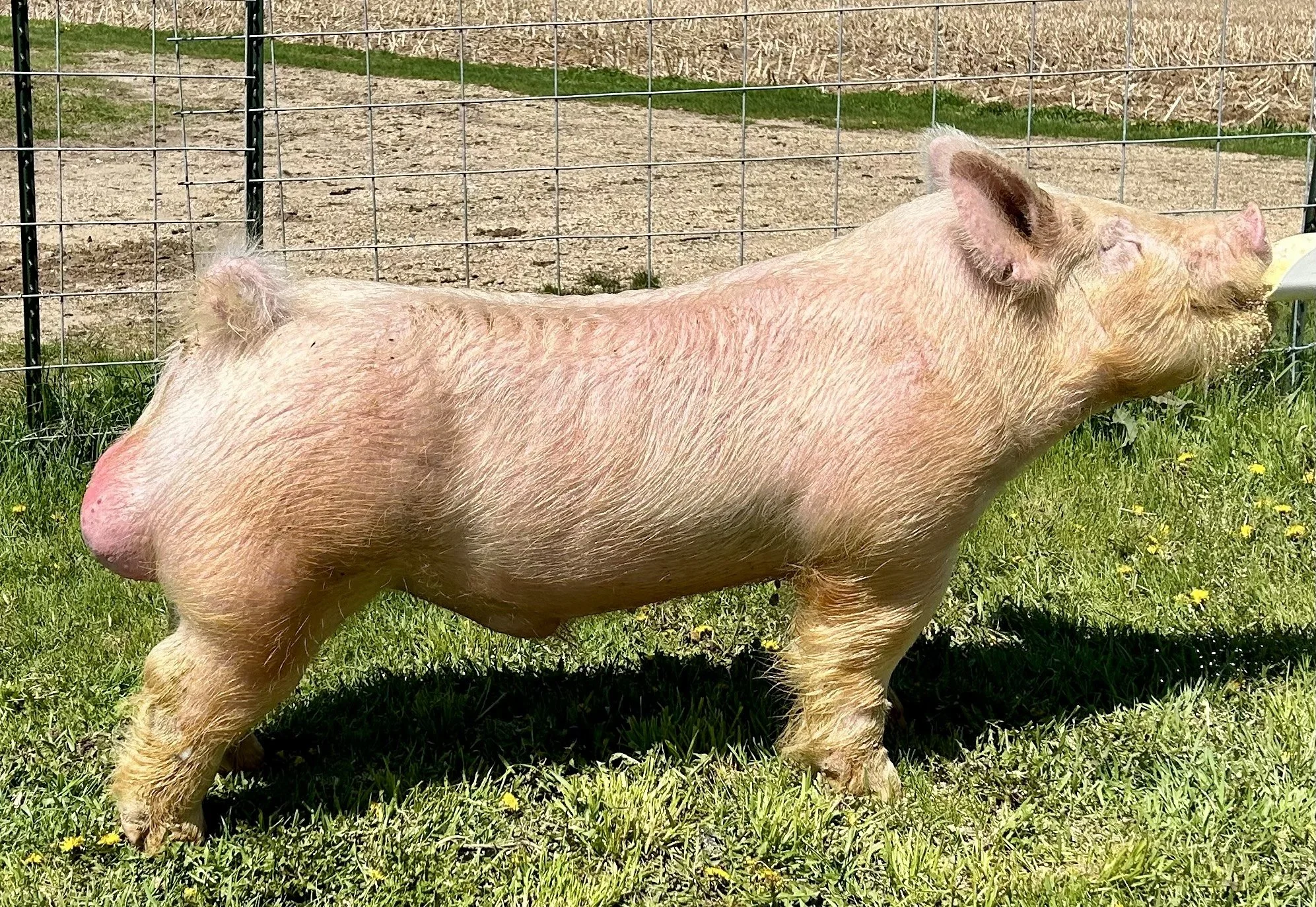 Alibi 1-2 (Kuhlow Girls Showpigs)