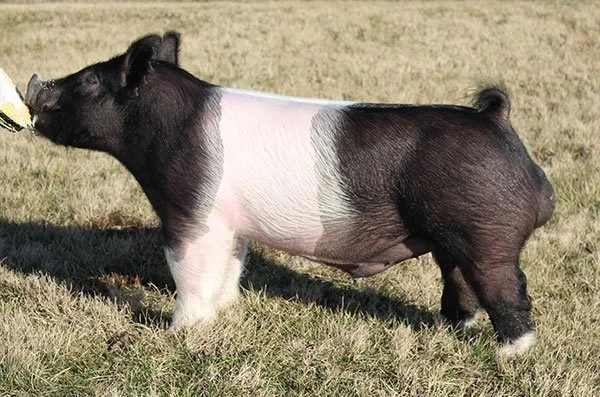 Caught Nappin - Top Cut Genetics