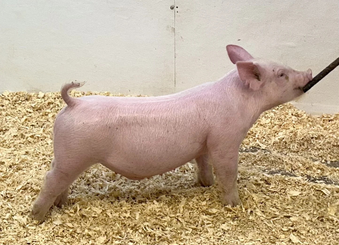 Y29-1 Barrow | Born: 6/4/26, Pedigree: Jackhammer x Told You So x Golden Ticket | $400
