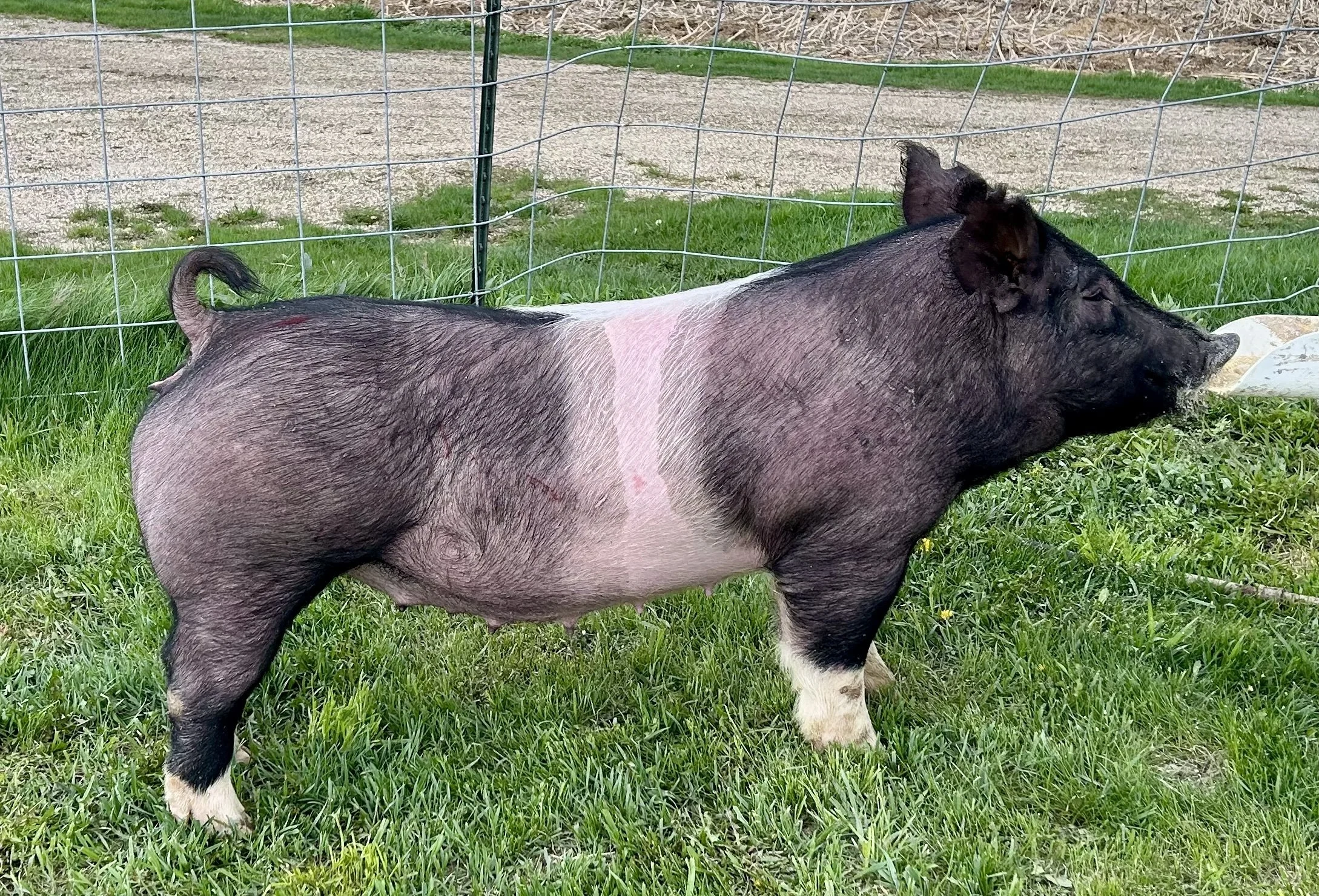 X 23-10, Due: 7/1/26, Bred to: It's Time, Pedigree: My Intention 24-6 x Pay per View, Parity: 0 | $2,000
