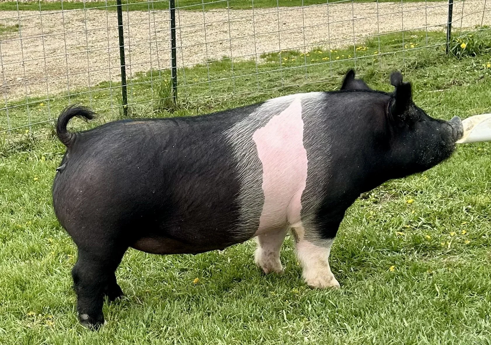 X 15-9, Due: 7/21/26, Bred to: Alibi 1-2, Pedigree: Primal x Anonymous, Parity: 0 | $2,000	