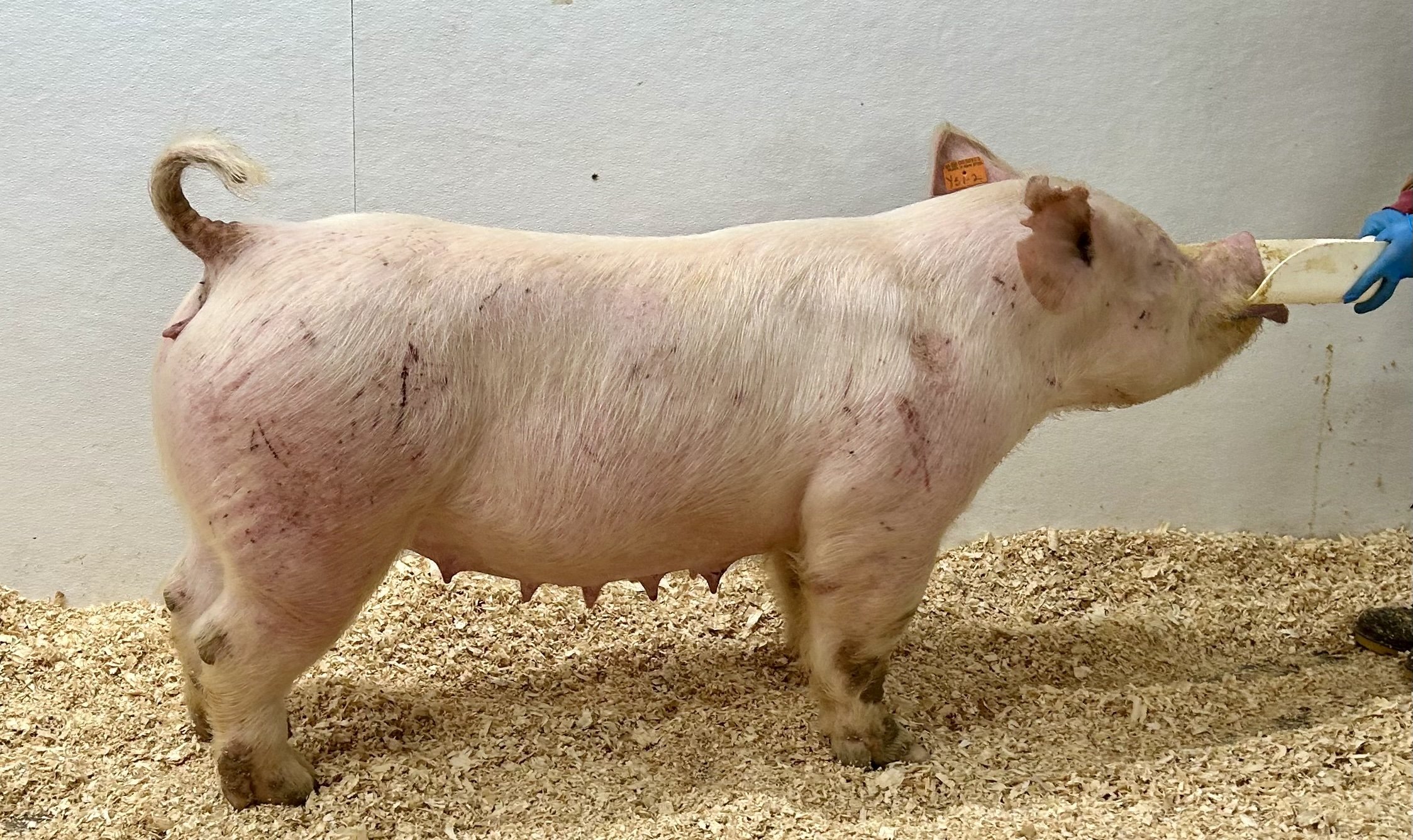 Y 51-2 – Walks Alone x Struck a Nerve. 4th parity sow. Due 1/1/26 to Tap Out. | $2000