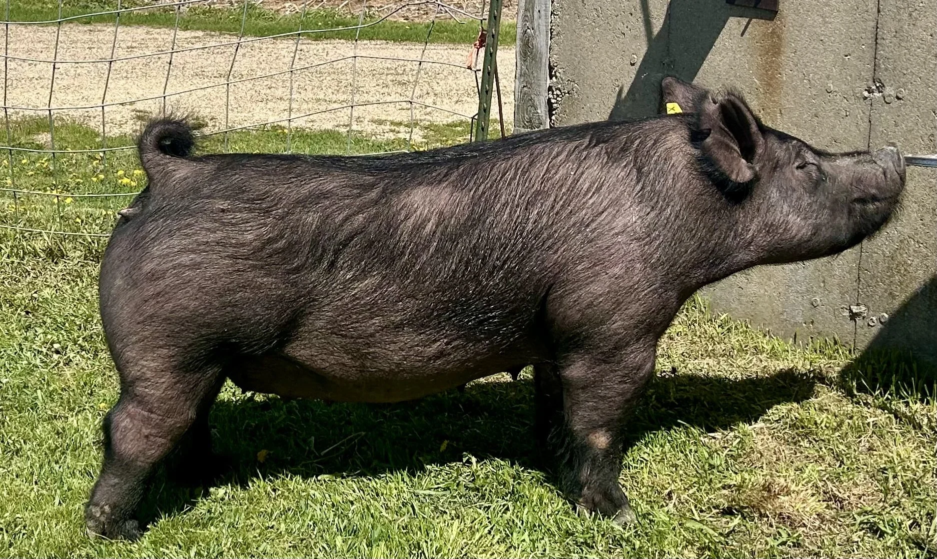 X 12-2, Due: 7/20/26, Bred to: NLU 6-2, Pedigree: Hold On x Cowboy Poker, Parity: 0 | $2,000	