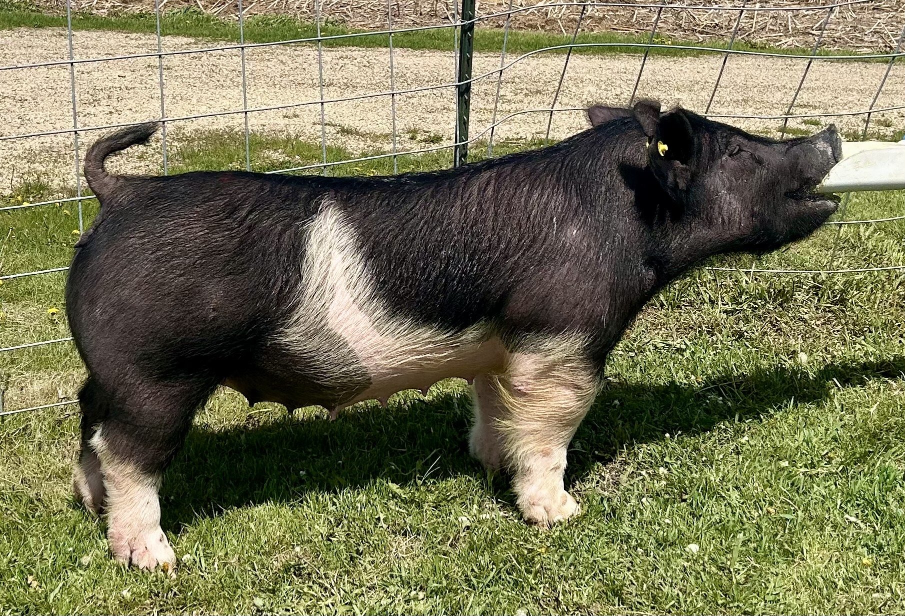 X 14-1B, Due: 7/20/26, Bred to: NLU 6-2, Pedigree: First Breath x Carbon Copy, Parity: 1	| $2,000