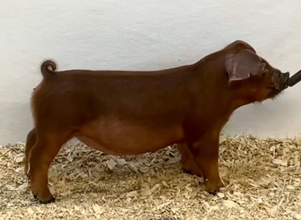 D24-5 Gilt | Born: 6/4/26, Pedigree: Shredder x Art of the Deal x Puno