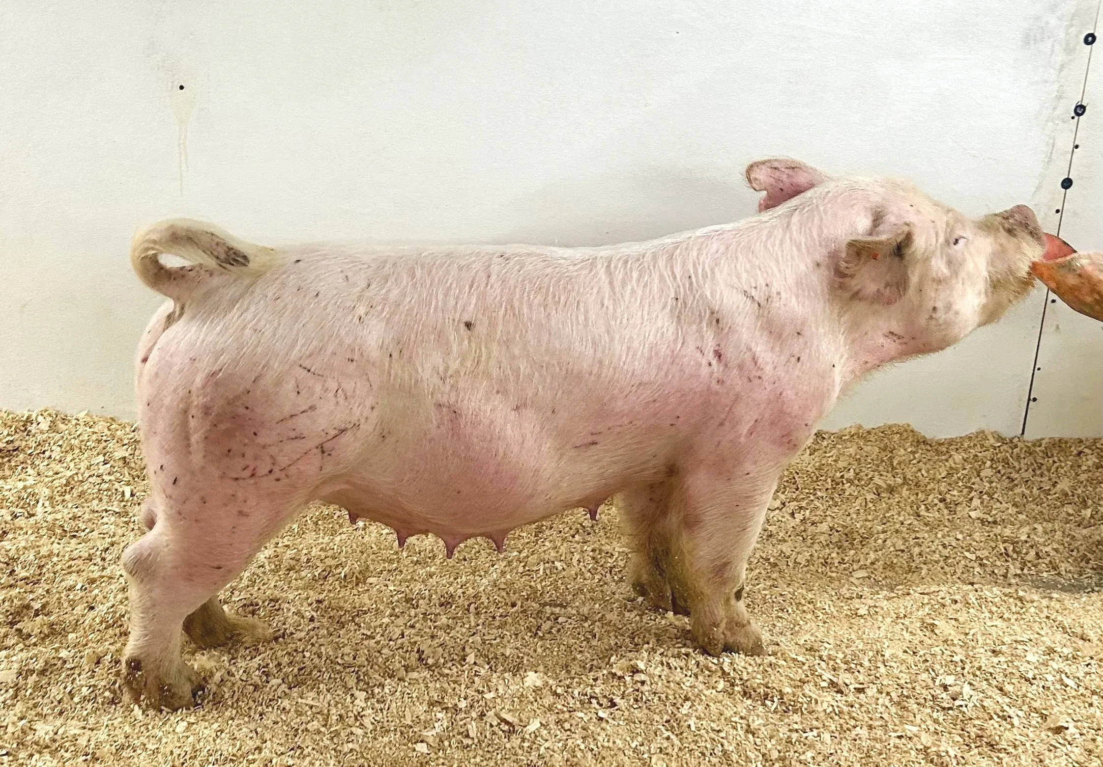 Y 35-3 – Lucky x Roots. 2nd parity sow. Due 1/2/26 to No Hesitation. | $2000