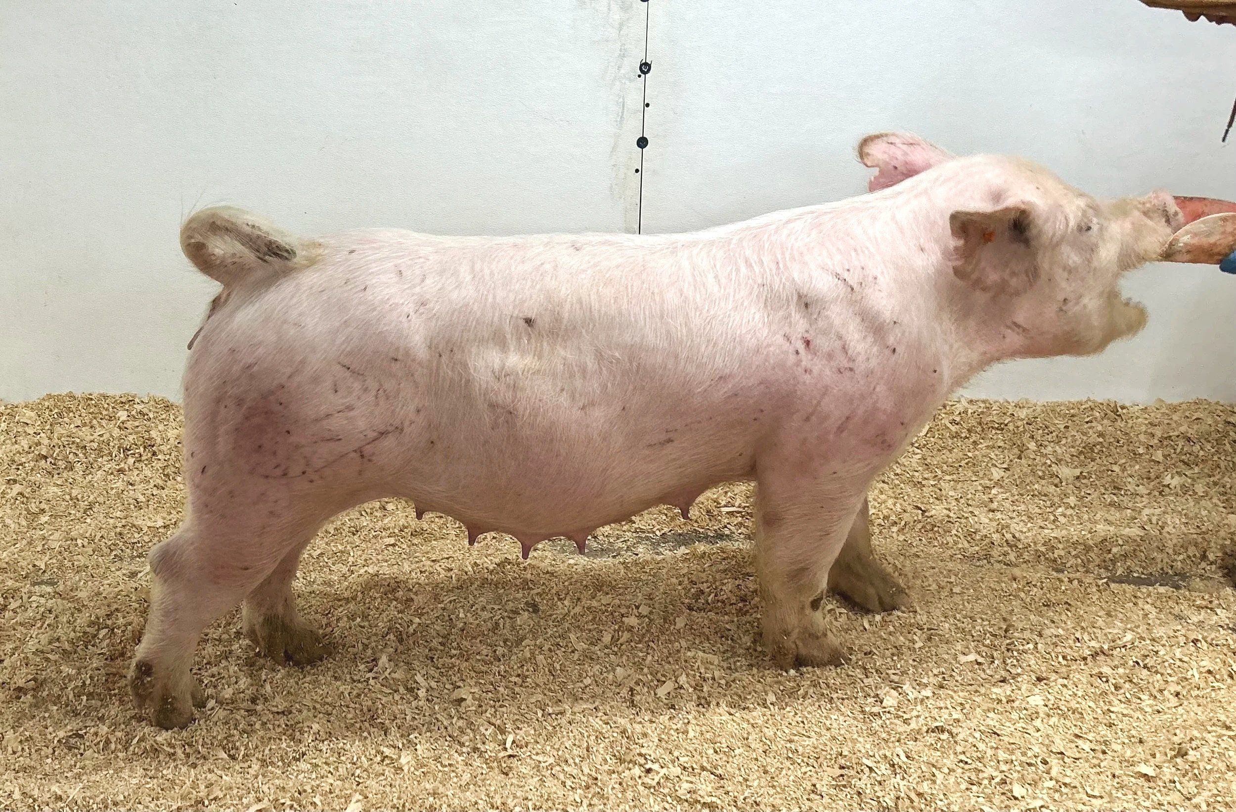 Lucky x Roots. 2nd parity sow. Due 1/2/26 to No Hesitation. | $2000