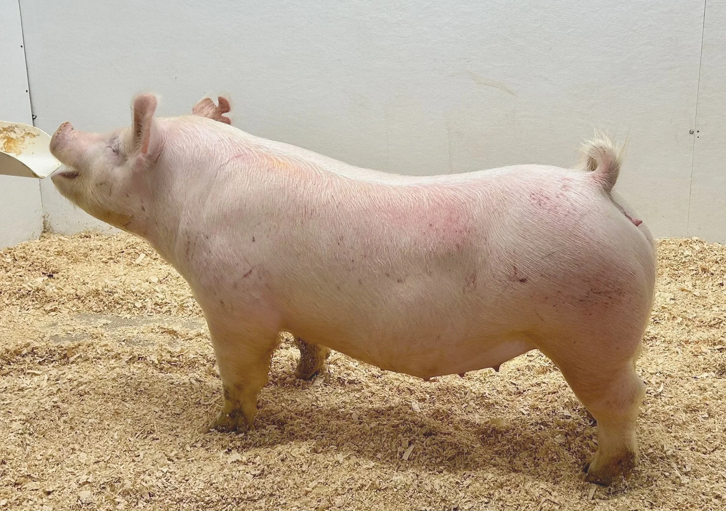 ***SOLD*** Y43-1, Tap Out x Lucky x Roots. Gilt. Due 1/2/26 to Tarzan at Winter Livestock and Feed for a white cross litter. | $2000