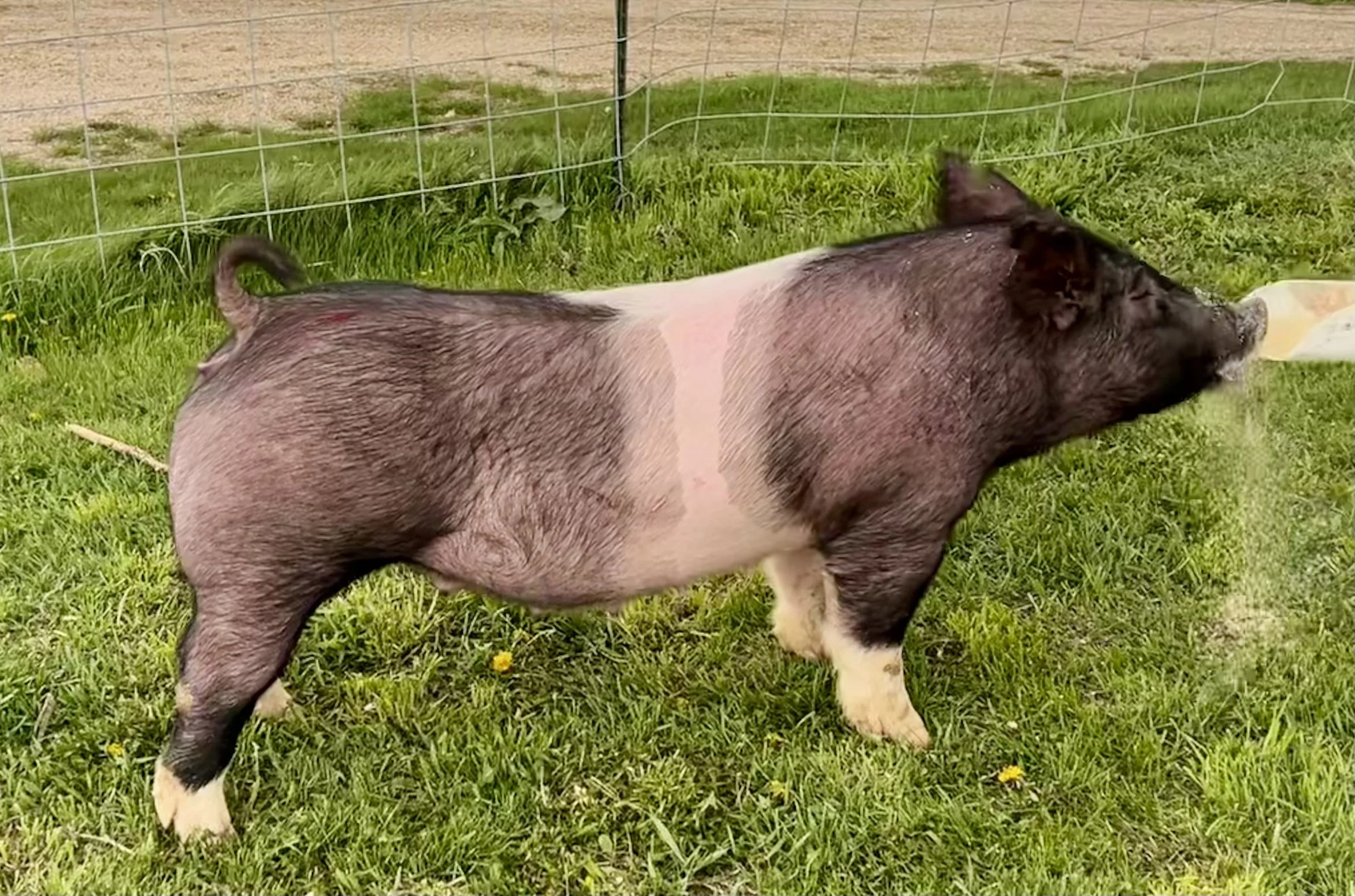 X 23-10, Due: 7/1/26, Bred to: It's Time, Pedigree: My Intention 24-6 x Pay per View, Parity: 0 | $2,000