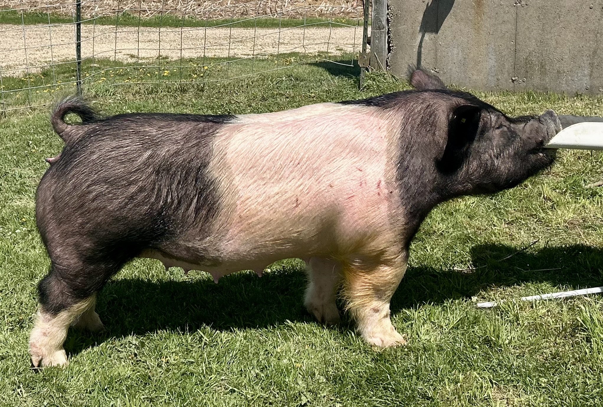 X 31-4, Due: 7/20/26, Bred to: Alibi 1-2, Pedigree: Rizzed Up x Anonymous, Parity: 1 | $2,000