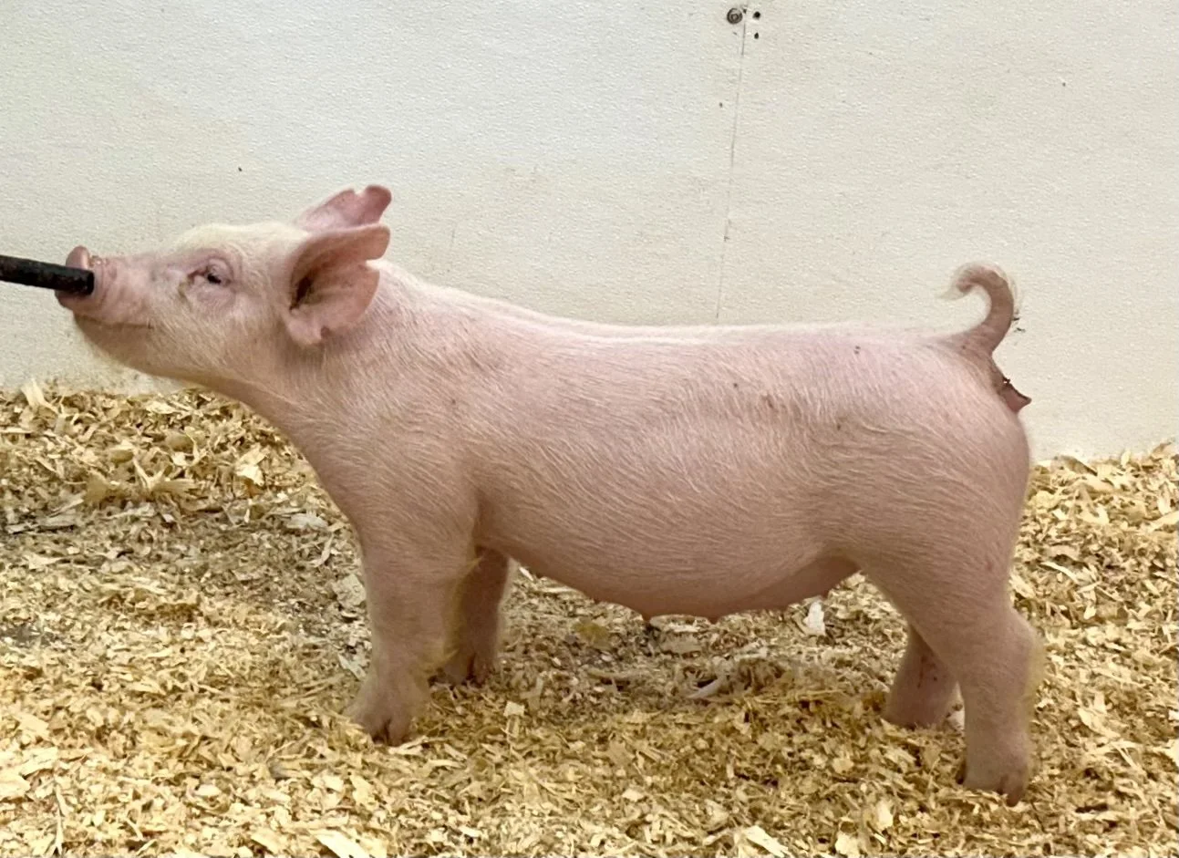 X11-4 Gilt | Born: 6/1/26, Pedigree: Stranglehold x Pay per View x Anonymous | $600