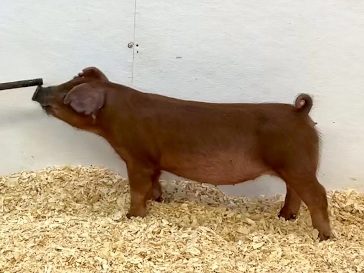 D21-5 Gilt | Born: 6/2/26, Pedigree: Shredder x No More Tears x WTX 312 | $600