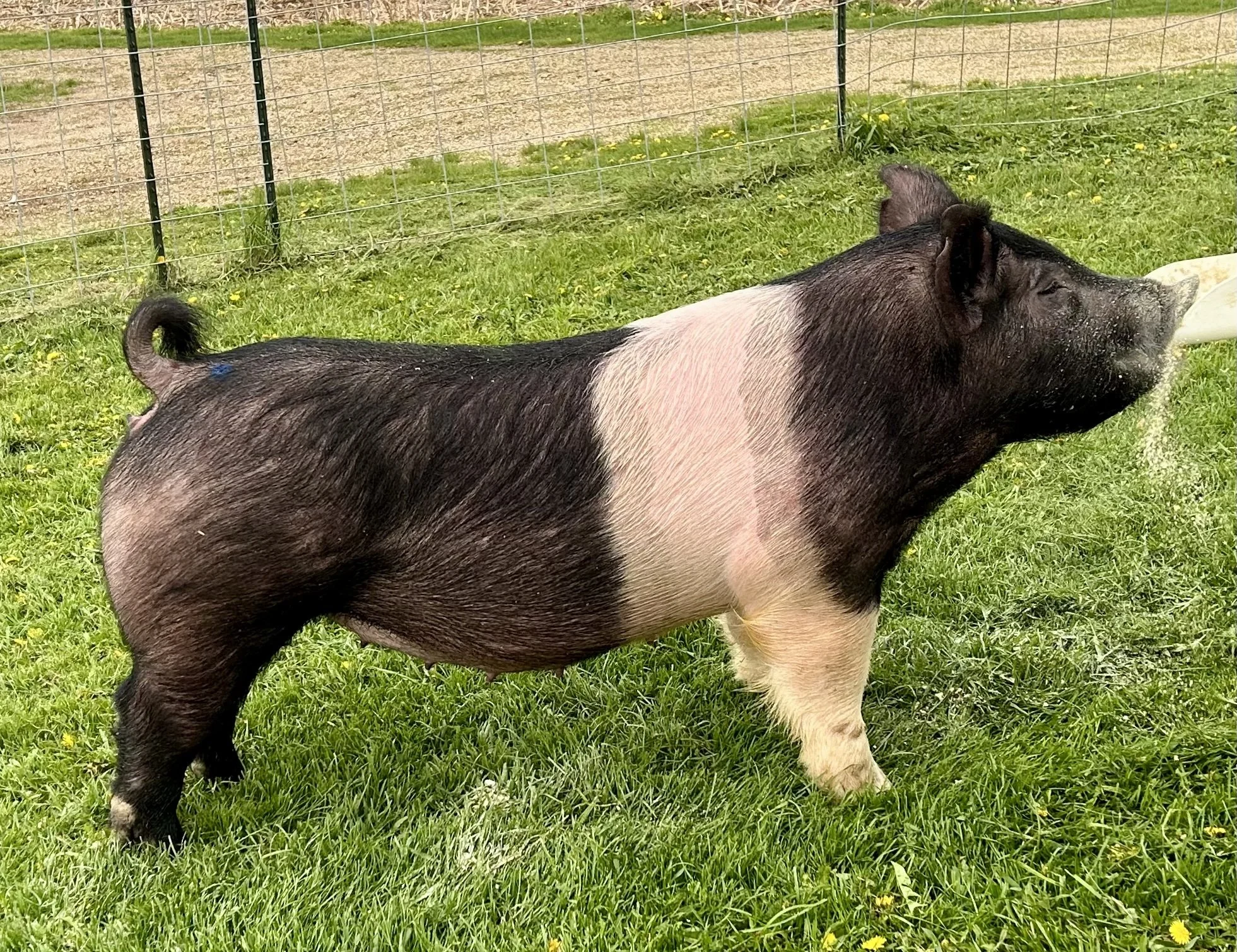 X 30-5, Due: 7/21/26, Bred to: Alibi 1-2 (KGS), Pedigree: Simply Wow x My Intention, Parity: 0	| $2,000	