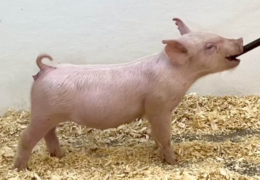 Y30-7 Gilt | Born: 6/4/26, Pedigree: Jackhammer x Hit Em Up x 7-2 | $600