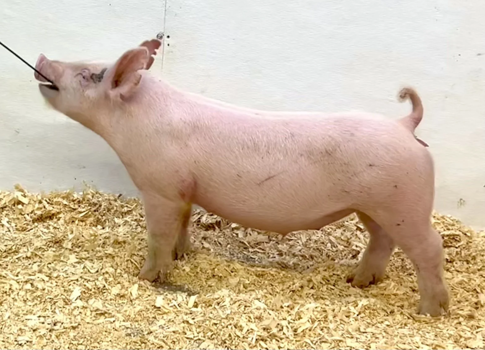 X15-7 Gilt |Born: 6/1/26, Pedigree: Outta Mind x Wide Awake x Never Before | $600