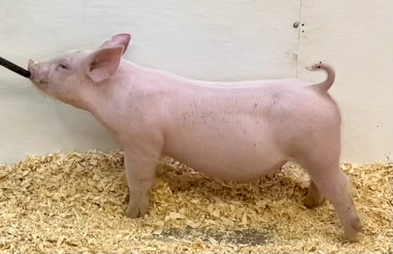 Y29-1 Barrow | Born: 6/4/26, Pedigree: Jackhammer x Told You So x Golden Ticket | $400