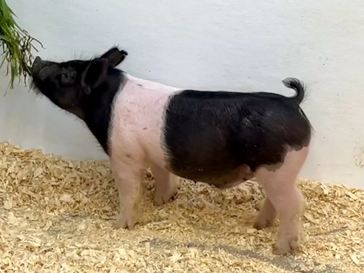 X13-1 Barrow | Born: 6/1/26, Pedigree: Pile Driver x Tricked Out x Cowboy Poker | $400