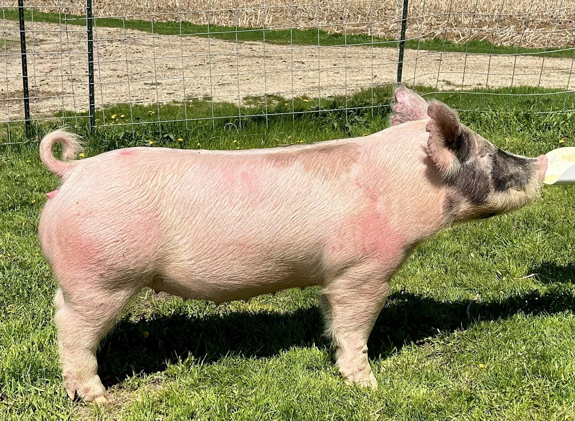 X 7-6, Due: 6/30/26, Bred to: Casanova, Pedigree: This is the Way x Cowboy Poker, Parity: 0 | $2,500	
